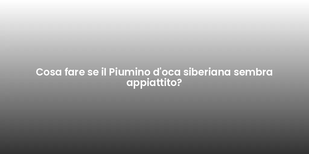 Cosa fare se il Piumino d'oca siberiana sembra appiattito?
