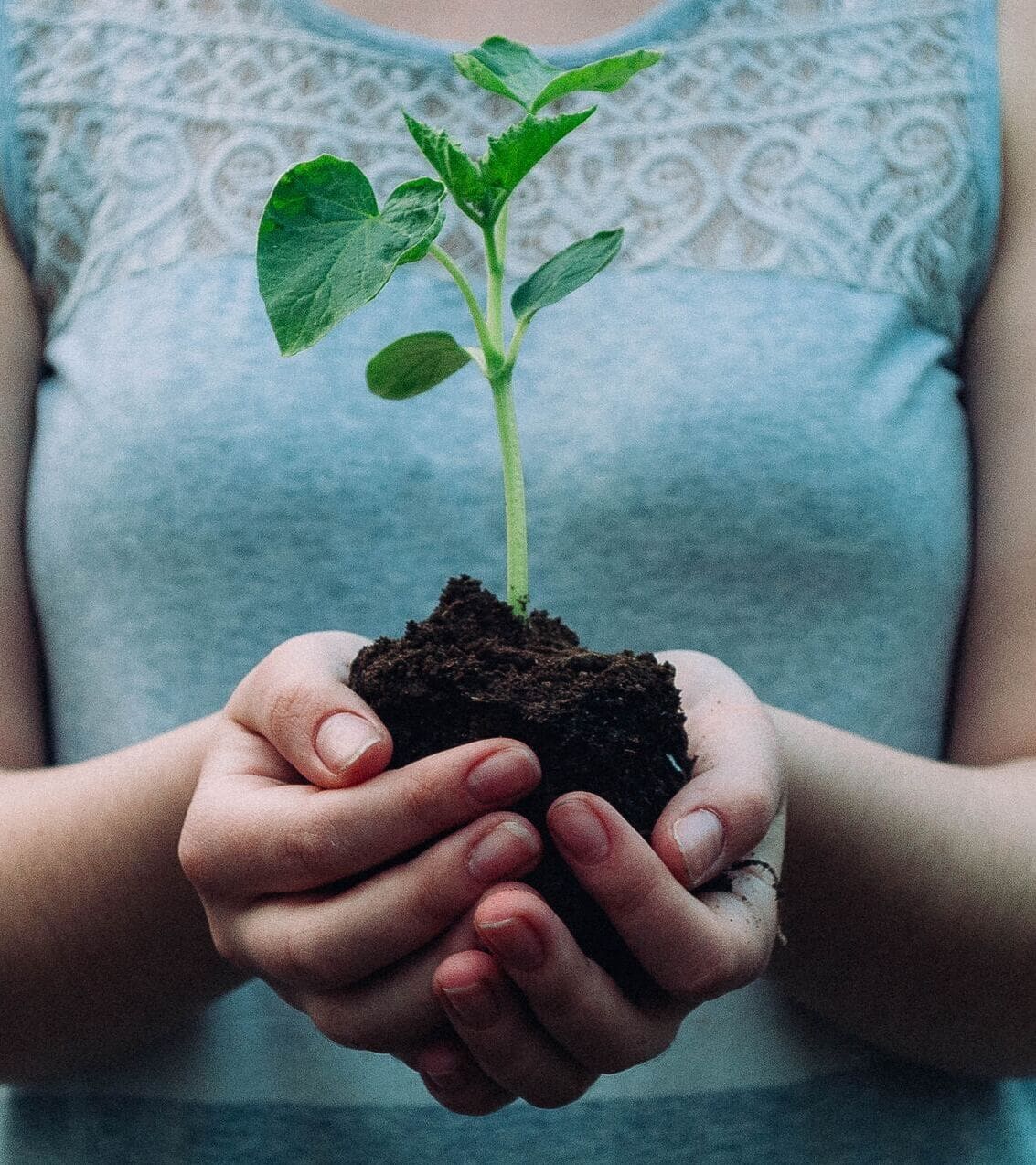 Una persona tiene una piantina con terra.