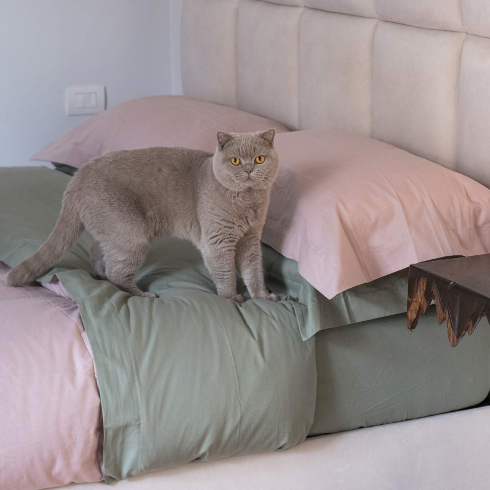 Gatto grigio su letto con cuscini rosa e verdi.